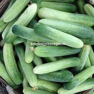 2 Gram - Hạt Giống  Dưa  Leo Phương Nam