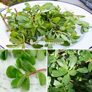 1 Gram - Hạt Giống   Rau Sam Phương Nam
