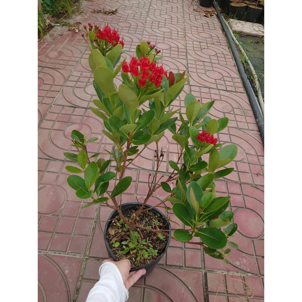 Chậu Cây Mai Xanh Thái (Đỏ Huyết) - cây hoa nở quanh năm - cây cảnh sân vườn