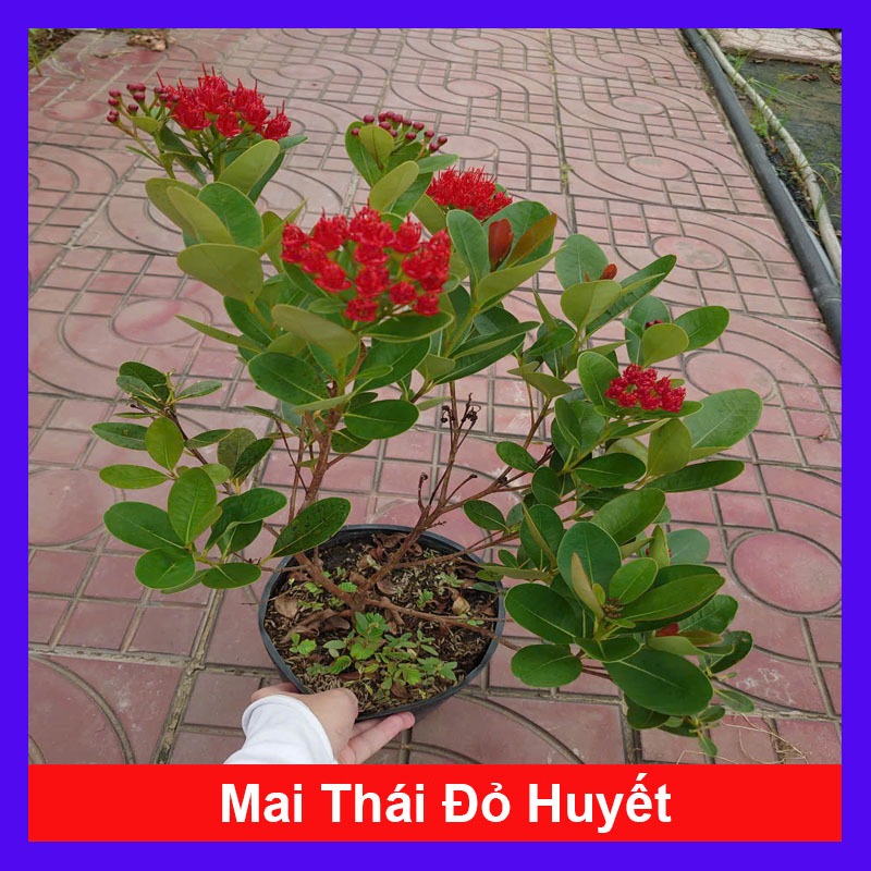 Chậu Cây Mai Xanh Thái (Đỏ Huyết) - cây hoa nở quanh năm - cây cảnh sân vườn