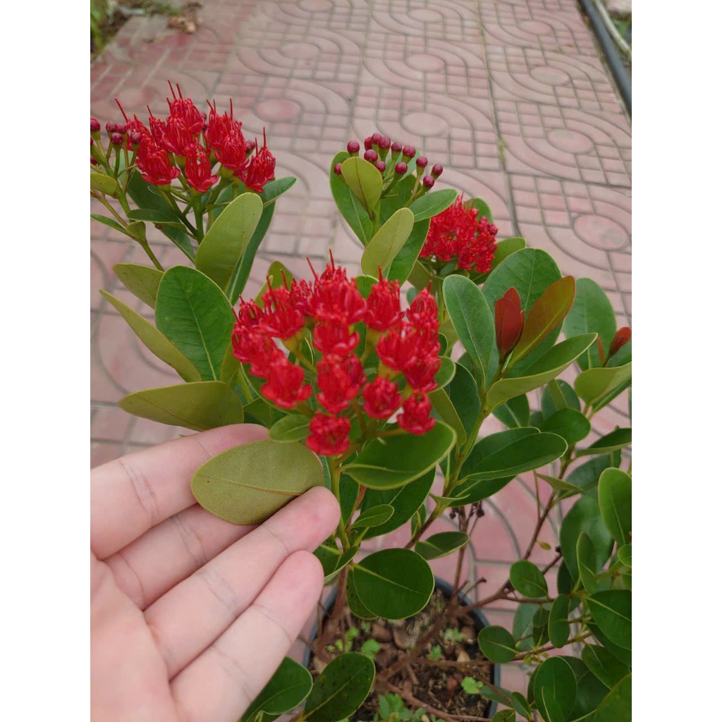 Chậu Cây Mai Xanh Thái (Đỏ Huyết) - cây hoa nở quanh năm - cây cảnh sân vườn