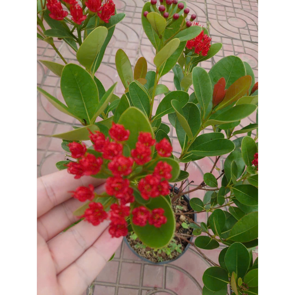 Chậu Cây Mai Xanh Thái (Đỏ Huyết) - cây hoa nở quanh năm - cây cảnh sân vườn