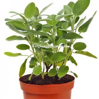 20 Hạt - Hạt Giống Xô Thơm Phương Nam