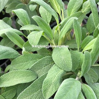 20 Hạt - Hạt Giống Xô Thơm Phương Nam