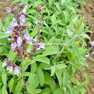 20 Hạt - Hạt Giống Xô Thơm Phương Nam