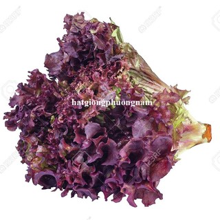 1 Gram - Hạt Giống Xà Lách Tím Phương Nam