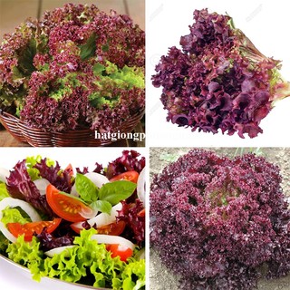 1 Gram - Hạt Giống Xà Lách Tím Phương Nam