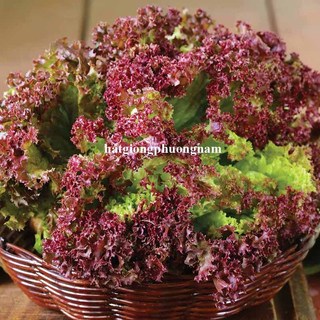 1 Gram - Hạt Giống Xà Lách Tím Phương Nam