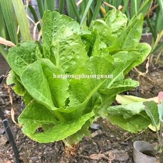 2 Gram - Hạt Giống Xà Lách Romaine Xanh Phương Nam