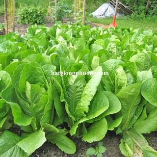 2 Gram - Hạt Giống Xà Lách Romaine Xanh Phương Nam