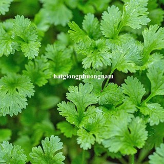 20 Gram - Hạt Giống Ngò (Rau Mùi) Phương Nam