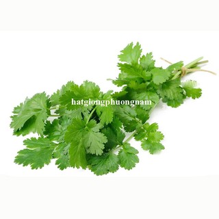 20 Gram - Hạt Giống Ngò (Rau Mùi) Phương Nam