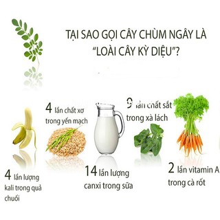5 Gram - Hạt Giống Chùm Ngây Phương Nam