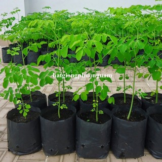 5 Gram - Hạt Giống Chùm Ngây Phương Nam