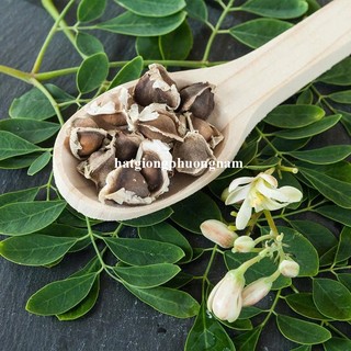 5 Gram - Hạt Giống Chùm Ngây Phương Nam