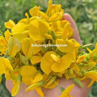 1 Gram - Hạt Giống Điên Điển Phương Nam