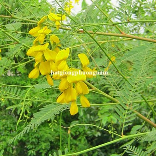 1 Gram - Hạt Giống Điên Điển Phương Nam