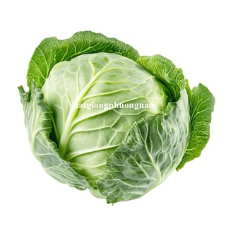 0.5 Gram - Hạt Giống Bắp Cải Xanh Phương Nam