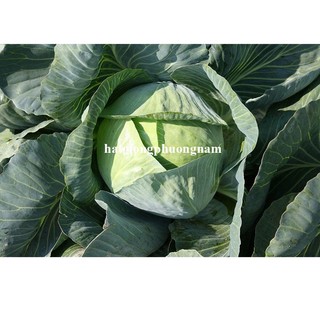 0.5 Gram - Hạt Giống Bắp Cải Xanh Phương Nam