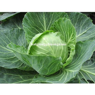 0.5 Gram - Hạt Giống Bắp Cải Xanh Phương Nam