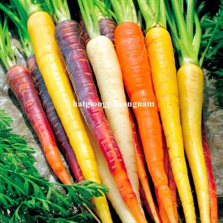 50h - Hạt Giống Cà Rốt Nhiều Màu Mix Phương Nam