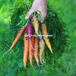 50h - Hạt Giống Cà Rốt Nhiều Màu Mix Phương Nam