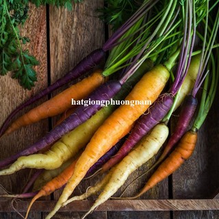 50h - Hạt Giống Cà Rốt Nhiều Màu Mix Phương Nam