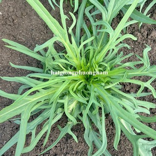 200 Hạt - Hạt Giống Rau Diếp Bồ Công Anh Phương Nam
