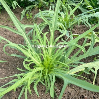200 Hạt - Hạt Giống Rau Diếp Bồ Công Anh Phương Nam