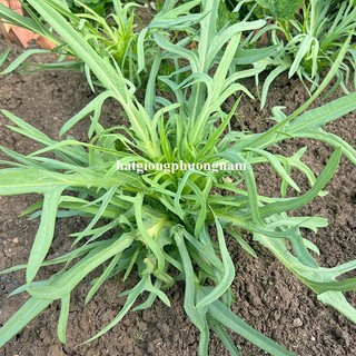 200 Hạt - Hạt Giống Rau Diếp Bồ Công Anh Phương Nam