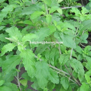 0,5 Gram - Hạt Giống Hương Nhu Xanh Phương Nam
