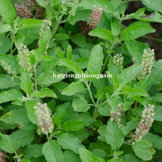 0,5 Gram - Hạt Giống Hương Nhu Xanh Phương Nam