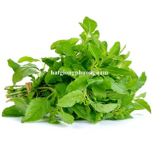 0,5 Gram - Hạt Giống Hương Nhu Xanh Phương Nam