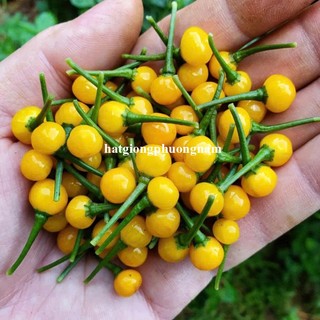 40 Hạt - Hạt Giống Ớt Mắc Nhất Thế Giới Peru Phương Nam