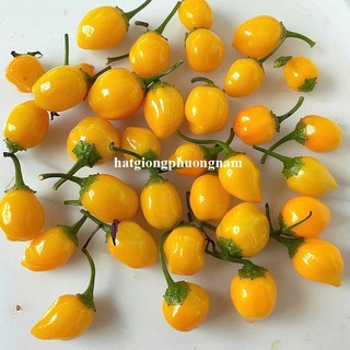40 Hạt - Hạt Giống Ớt Mắc Nhất Thế Giới Peru Phương Nam