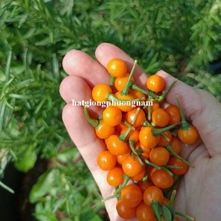40 Hạt - Hạt Giống Ớt Mắc Nhất Thế Giới Peru Phương Nam