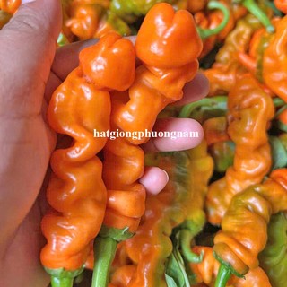 10 Hạt - Hạt Giống Ớt Cu Tí F1 Mix Màu(Vàng- Cam - Đỏ)