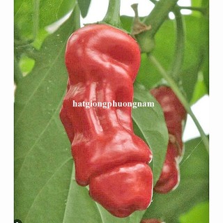 10 Hạt - Hạt Giống Ớt Cu Tí F1 Mix Màu(Vàng- Cam - Đỏ)