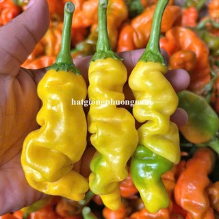 10 Hạt - Hạt Giống Ớt Cu Tí F1 Mix Màu(Vàng- Cam - Đỏ)