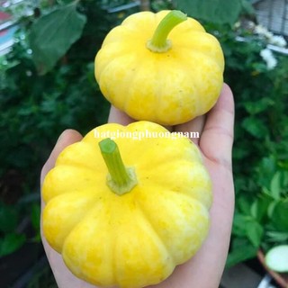 10 Hạt - Hạt Giống Bí Đĩa Bay Nhiều Màu