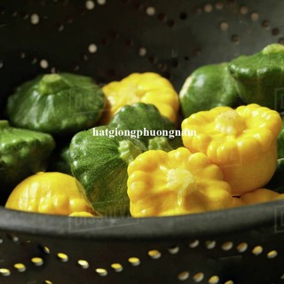 10 Hạt - Hạt Giống Bí Đĩa Bay Nhiều Màu