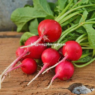 2 Gram - Hạt Giống Củ Cải Đỏ Tròn Phương Nam