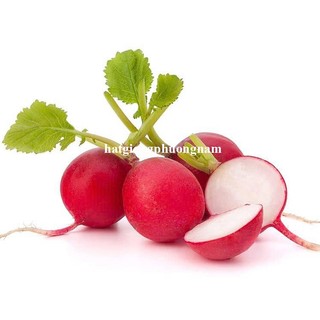 2 Gram - Hạt Giống Củ Cải Đỏ Tròn Phương Nam
