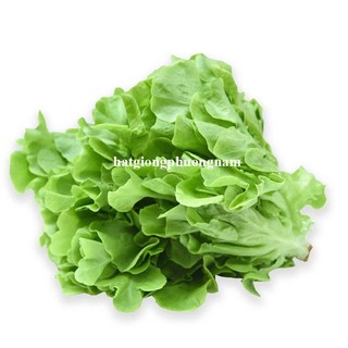 2 Gram - Hạt Giống Xà Lách Sồi Xanh Oakleaf Phương Nam