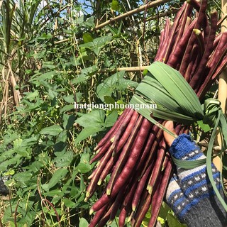 10 Gram - Hạt Giống Đậu Đũa Tím Phương Nam
