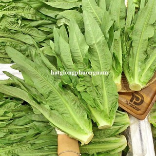 5 Gram - Hạt Giống Rau Diếp Thơm  Phương Nam