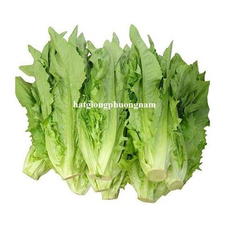 5 Gram - Hạt Giống Rau Diếp Thơm  Phương Nam