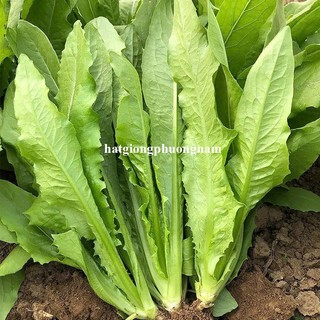 5 Gram - Hạt Giống Rau Diếp Thơm  Phương Nam