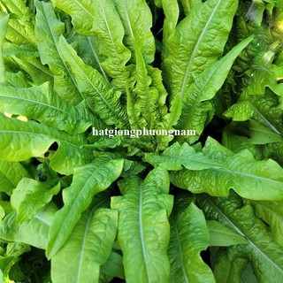 5 Gram - Hạt Giống Rau Diếp Thơm  Phương Nam