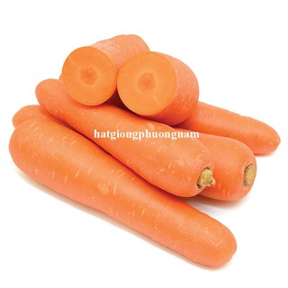 3 Gram - Hạt Giống Cà Rốt Thường Phương Nam